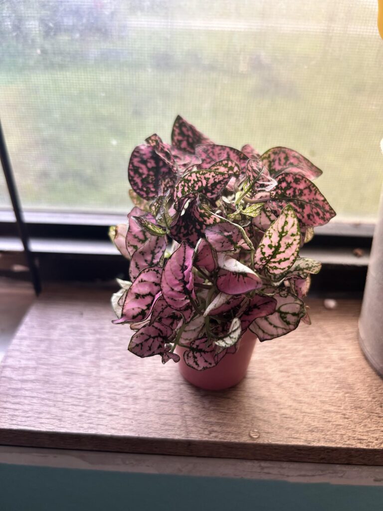 Terrarium for these two!