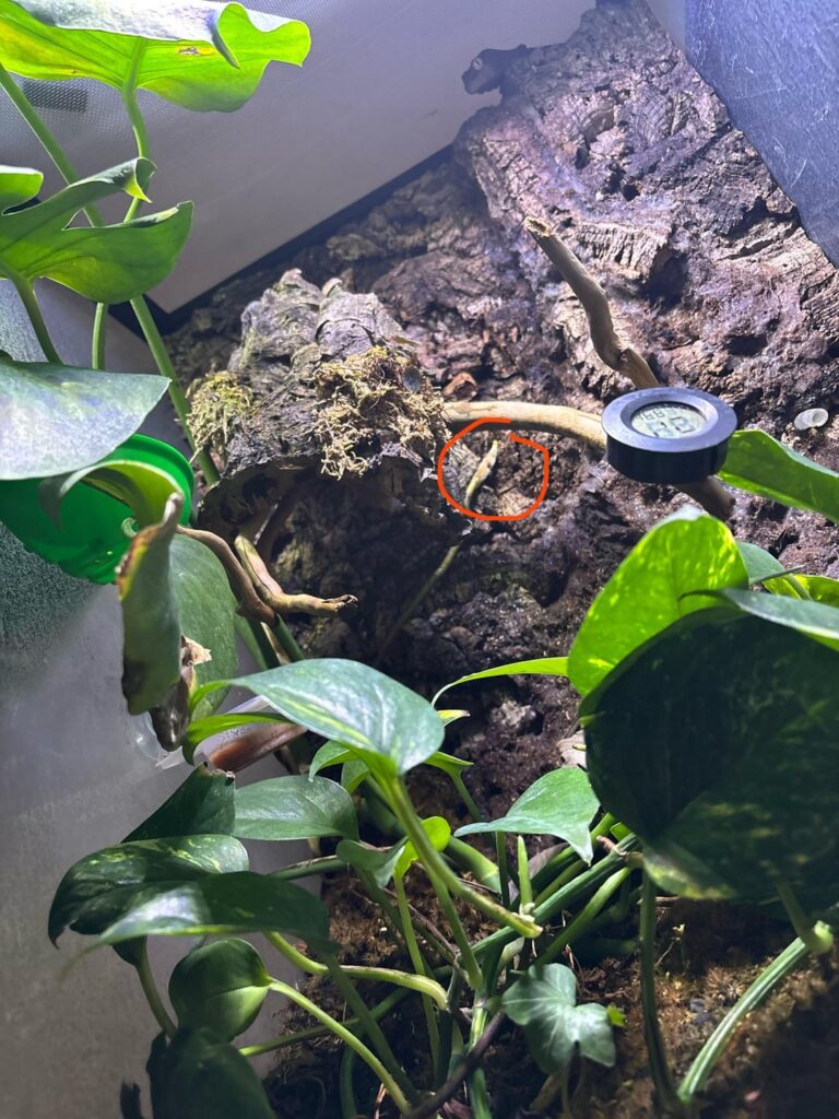 White sticky fuzzy branch??