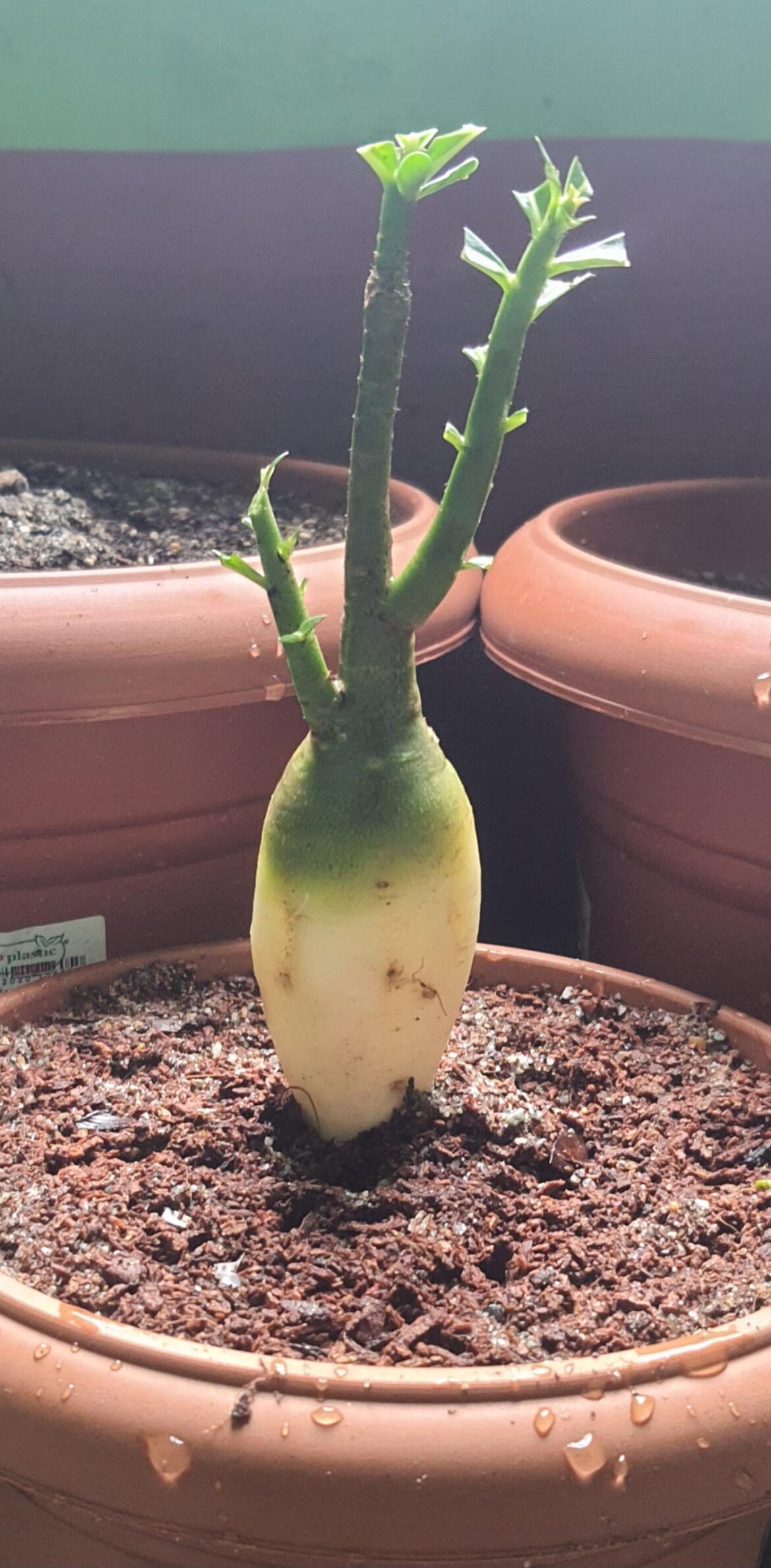 Adenium obesum, Kenya.