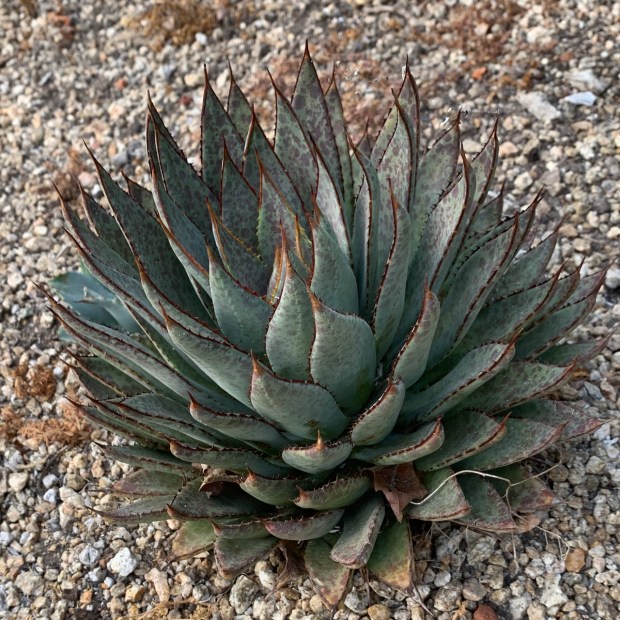 Mangave 'Bloodspot.' (Courtesy Tom Karwin)