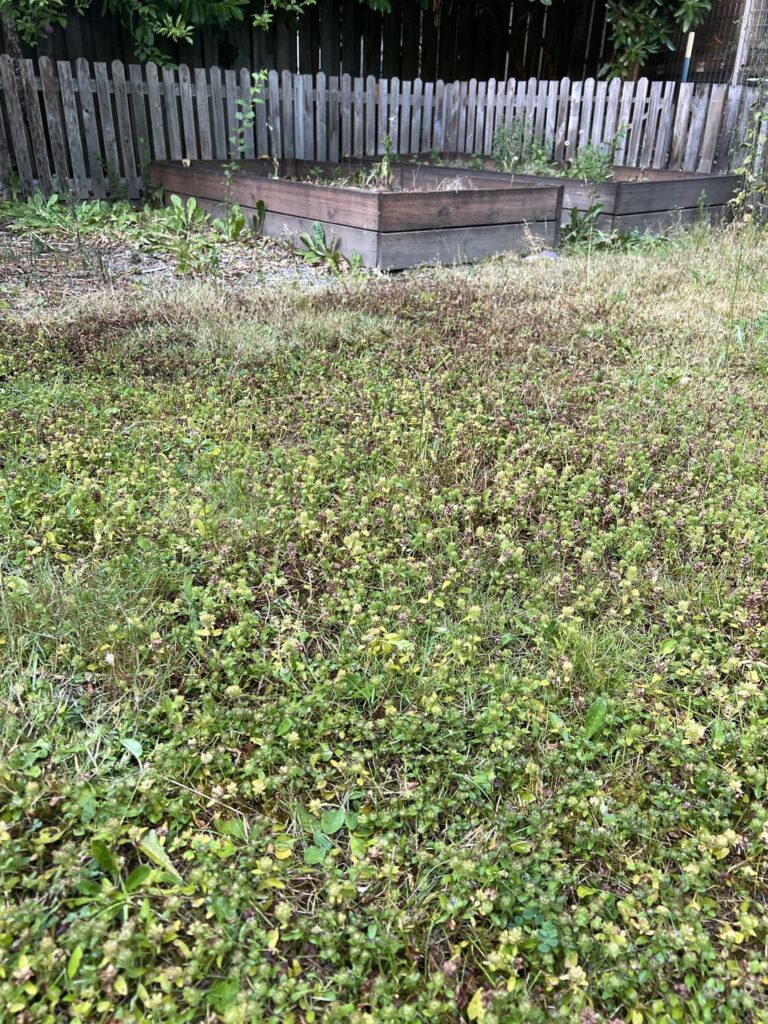 What is this on my lawn?