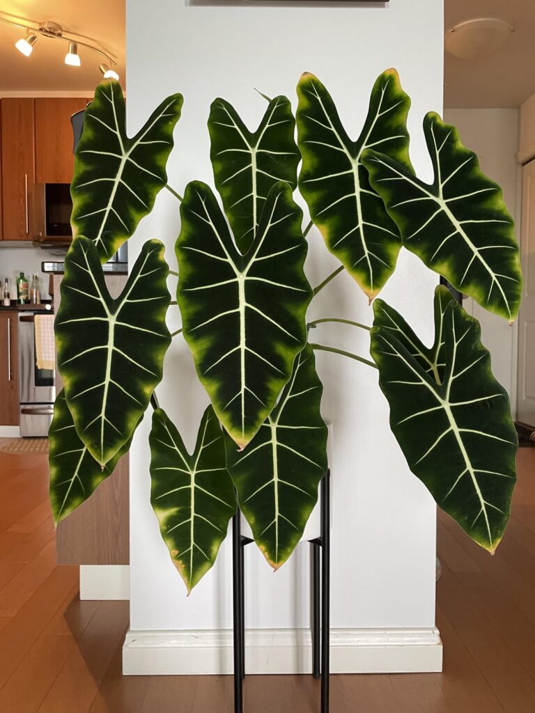 What’s wrong with my Frydek?