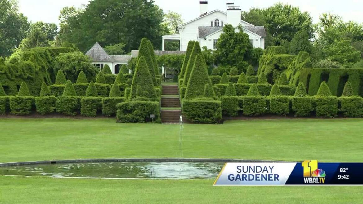 Sunday Gardener: Shearing and shaping shrubs