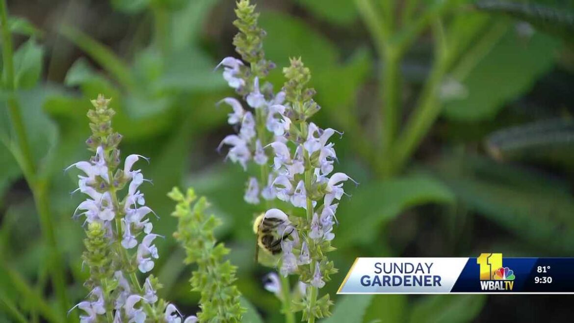 A Maryland take on the "cottage garden"