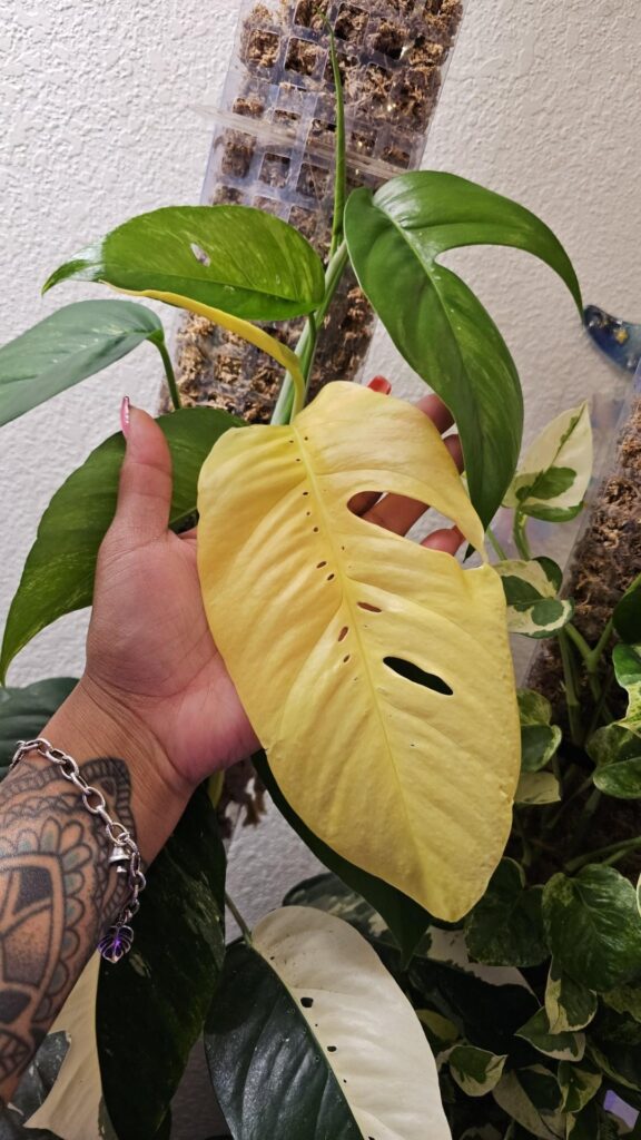 Epipremnum pinnatum albo