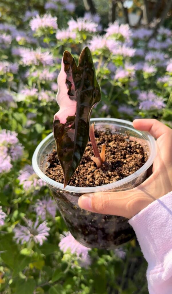Anyone looking for variegated alocasia corms? I have these left!