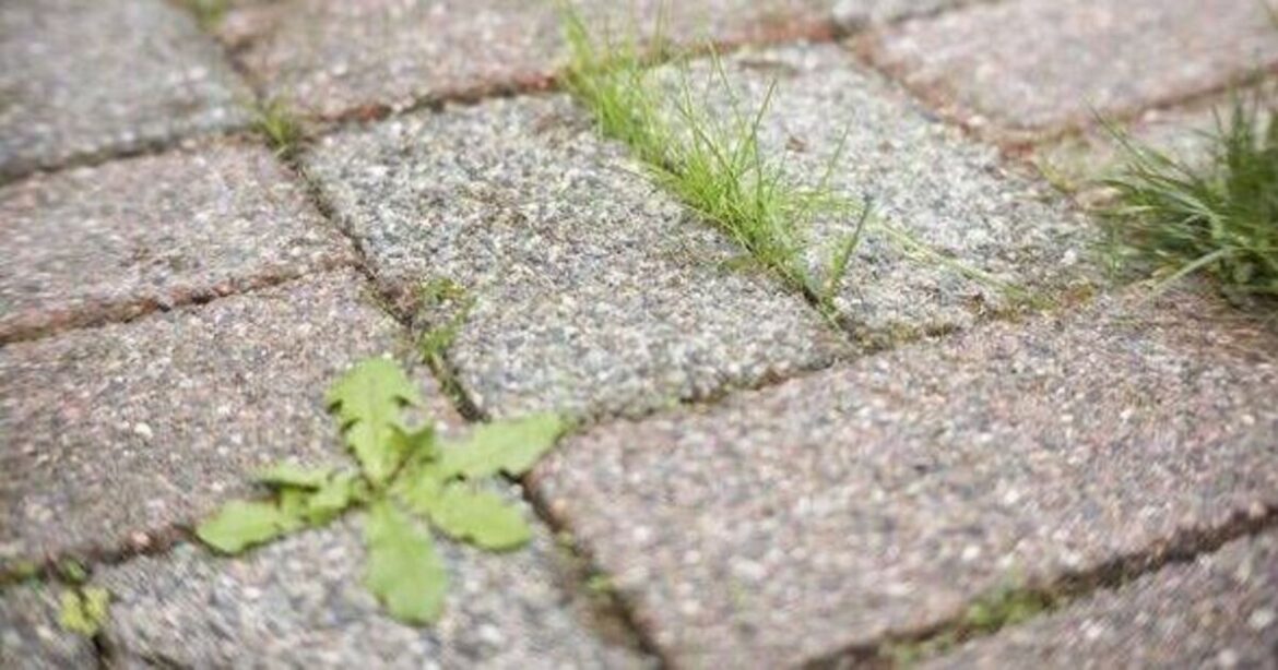 Woman's 'amazing' hack for removing weeds from patio