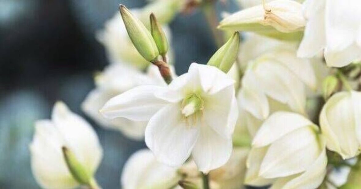 Gardeners told ‘be wise’ to water plants in July amid hot weather Gardeners told 'be wise' to water plants in July amid hot weather