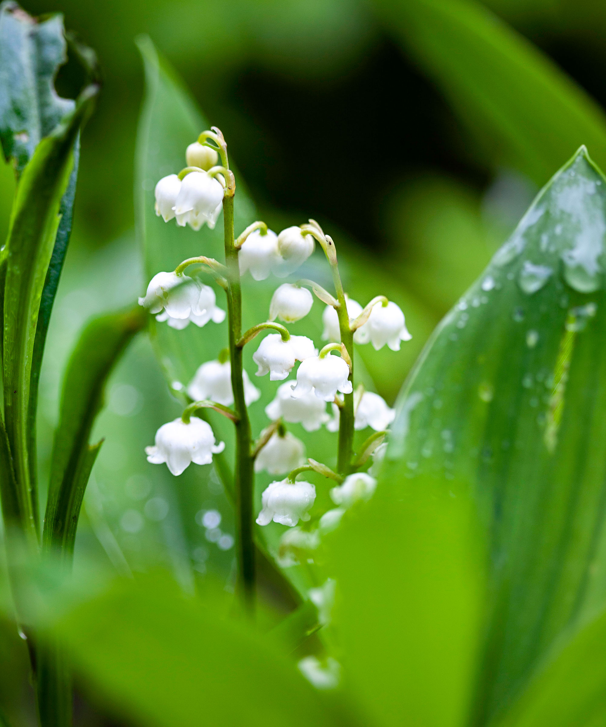 white flowers of lily of the valley