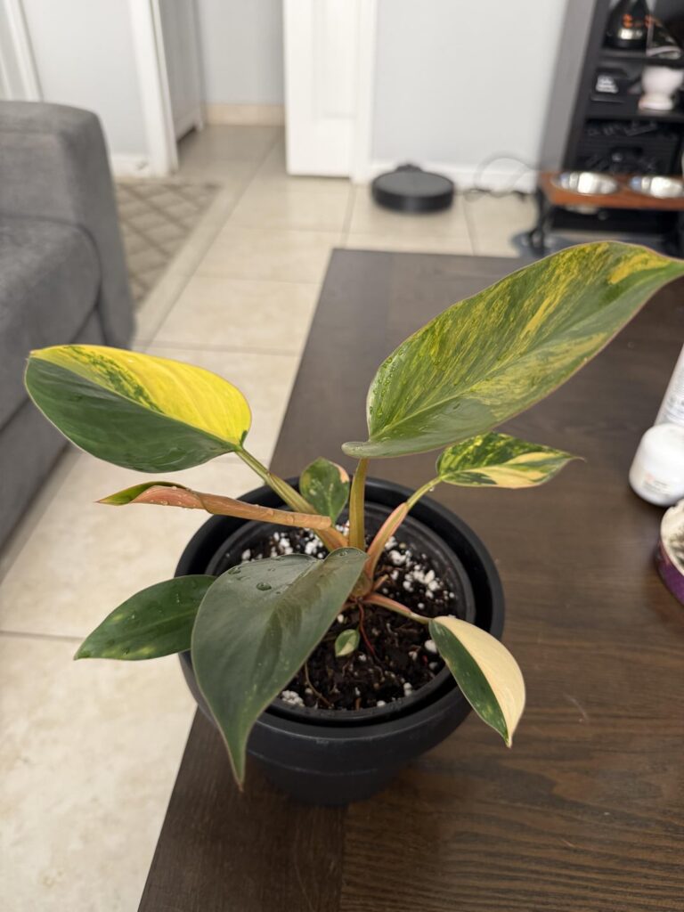 My first variegated plant - Philodendron Rojo Congo