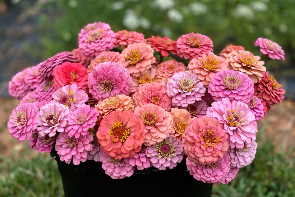Bunch of zinnia flowers in shades of pink and orange arranged in a black pot.