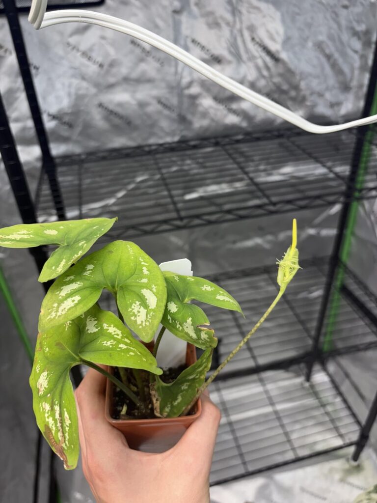 Fairly rare aroid- Ulearum donbursii