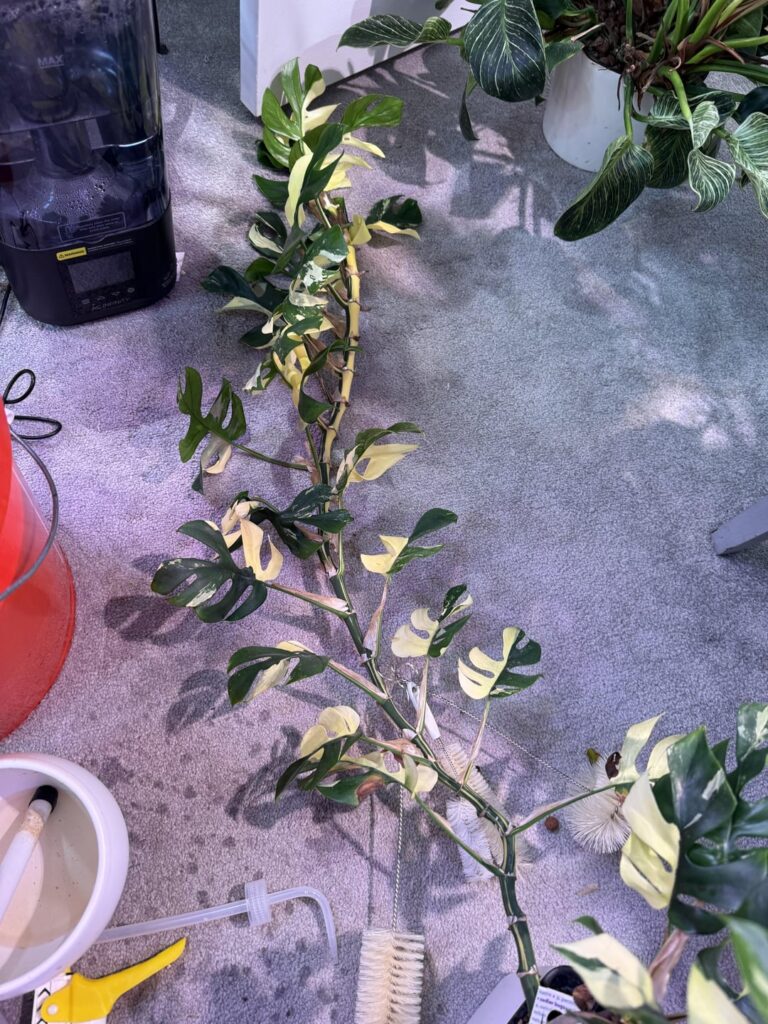 How would you describe the variegation?