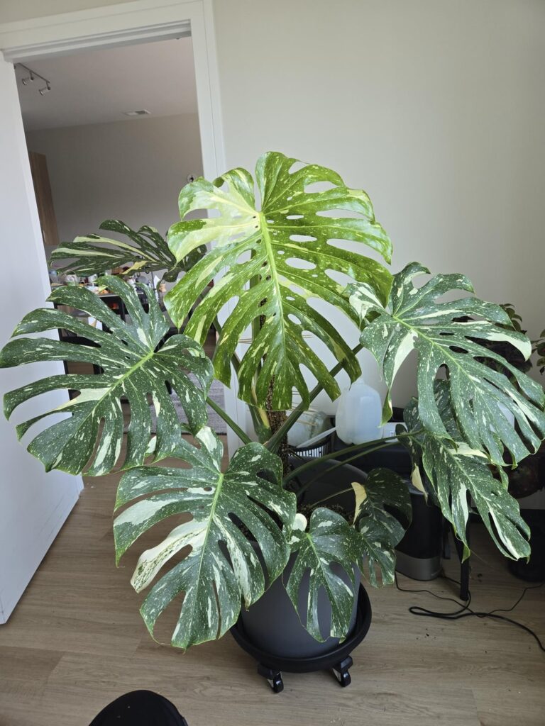 Sooo uh this plant is about to eat me...