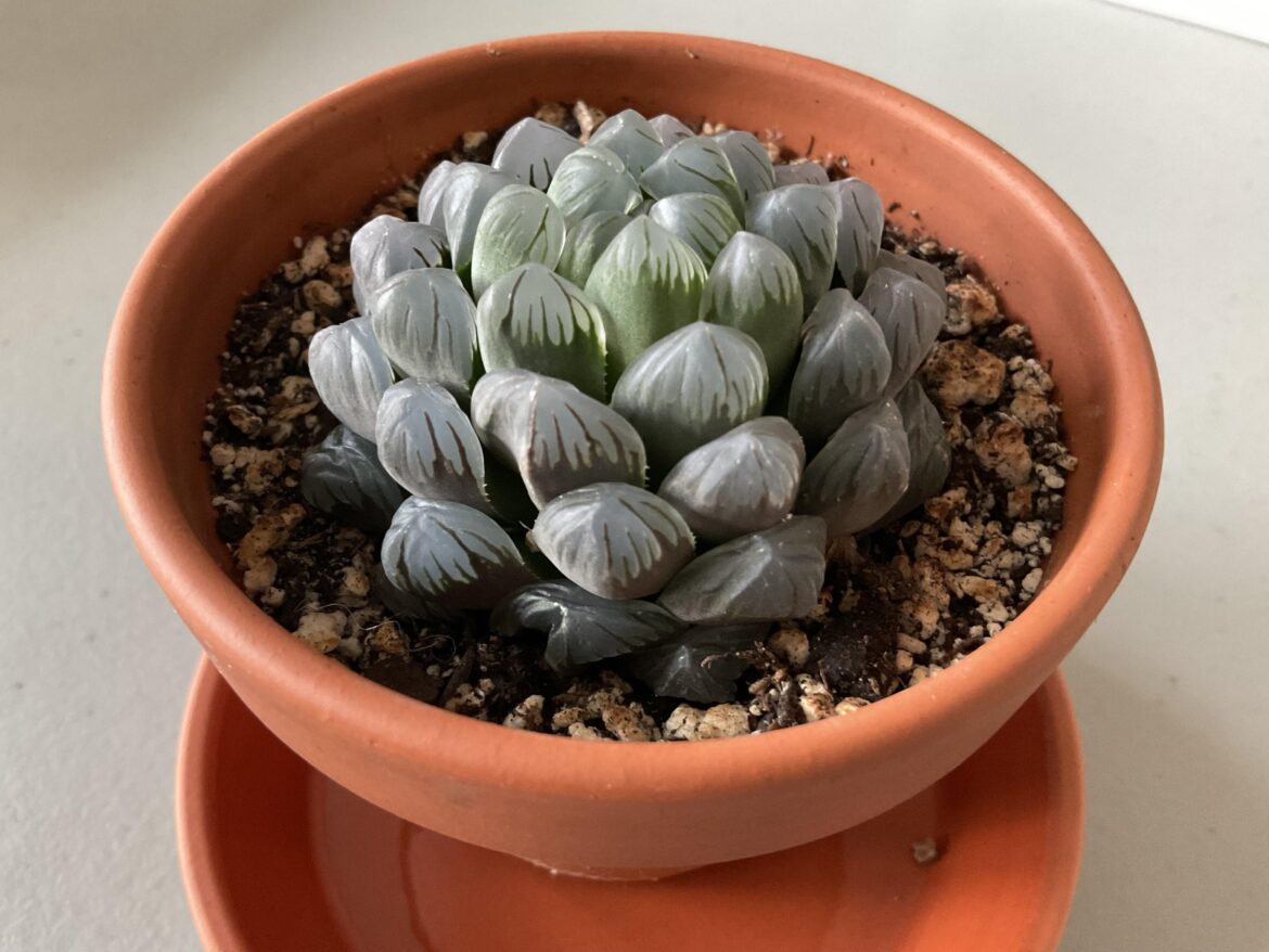 Shrivelling leaves at the bottom of haworthia cooperi- please help! Shrivelling leaves at the bottom of haworthia cooperi- please help!