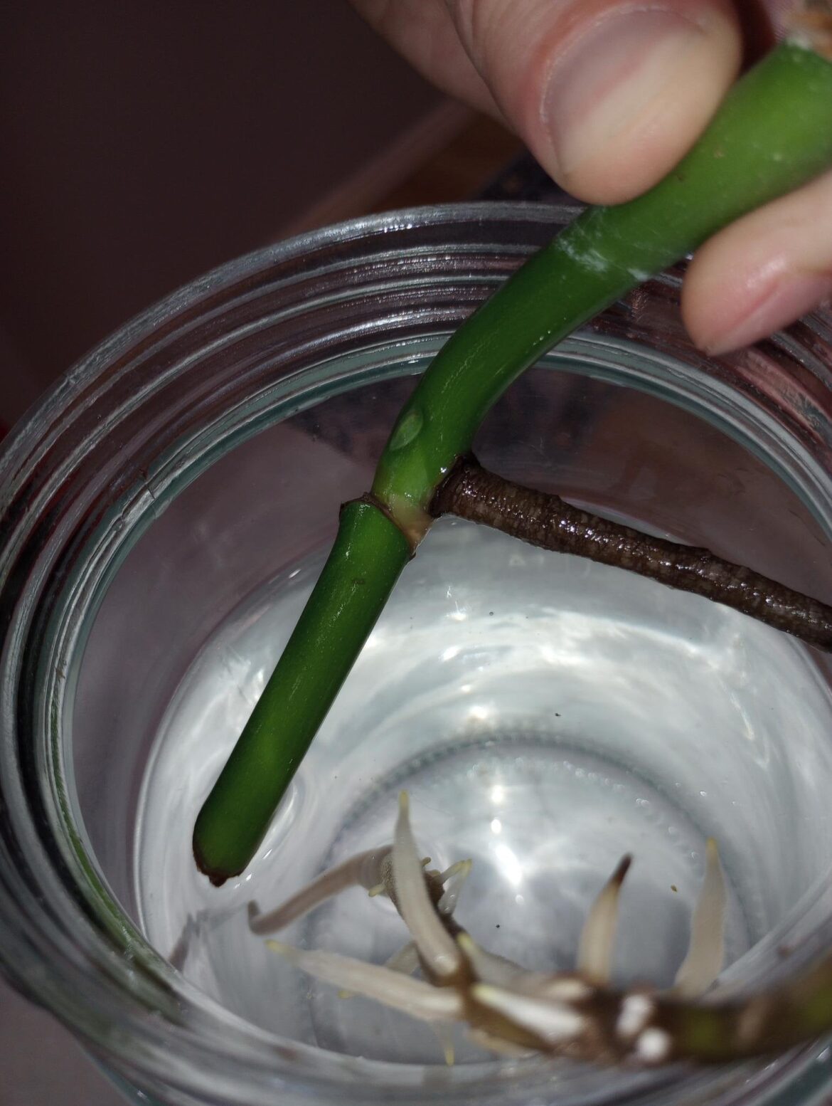 How long should it take for a monstera (top) cutting to produce roots from the stem?