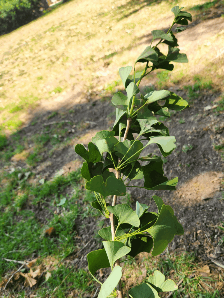 Propagating Ginkgo?