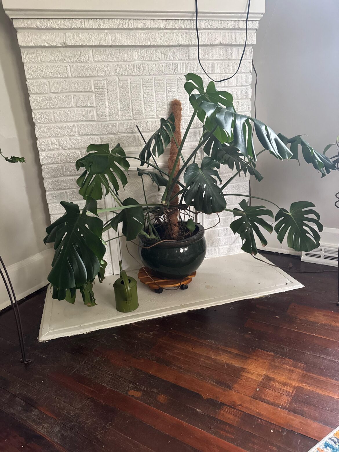 Plant TikTok said my monstera shouldn’t look like this? Plant TikTok said my monstera shouldn’t look like this?