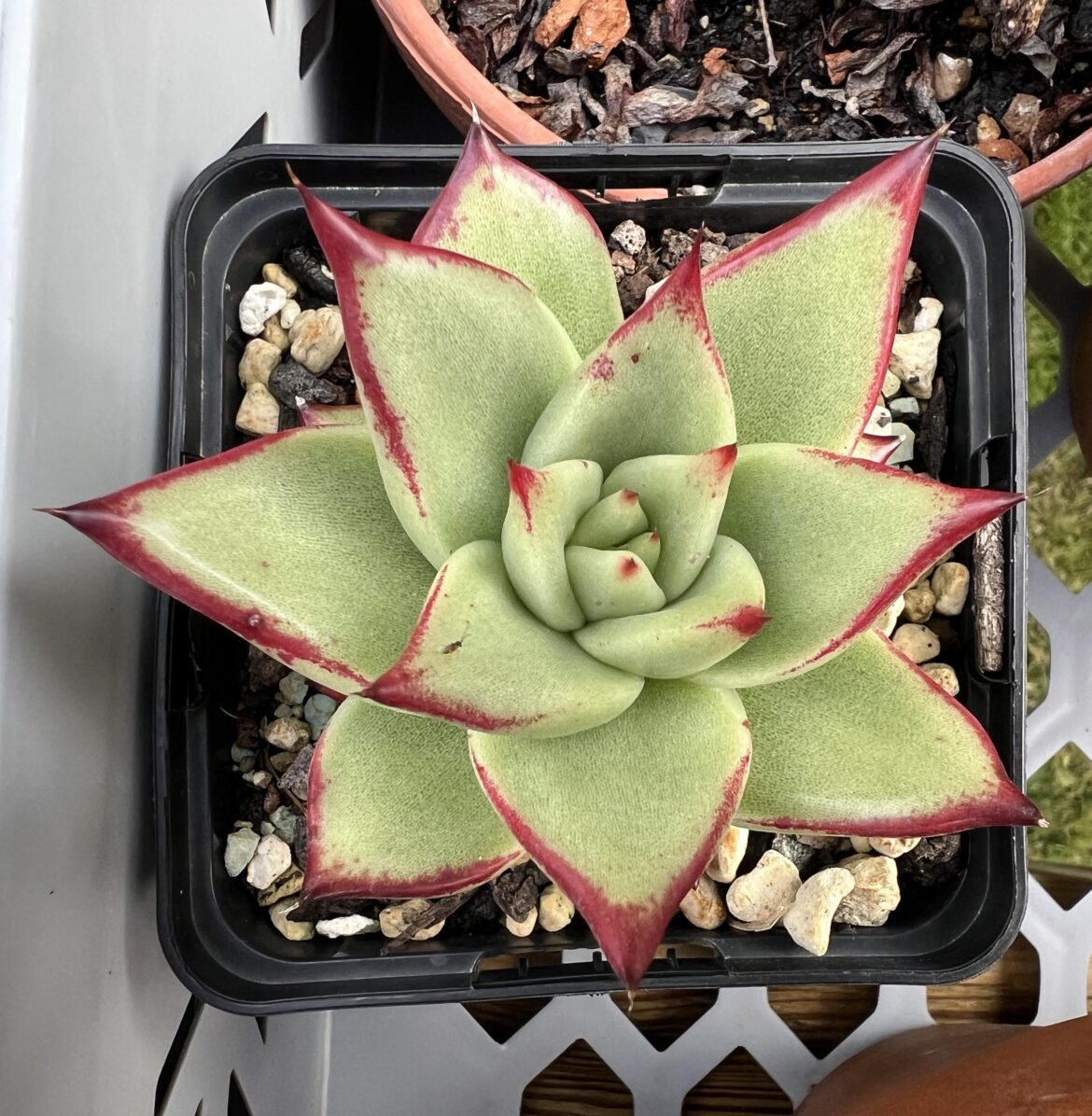 Echeveria agavoides cultivar Echeveria agavoides cultivar