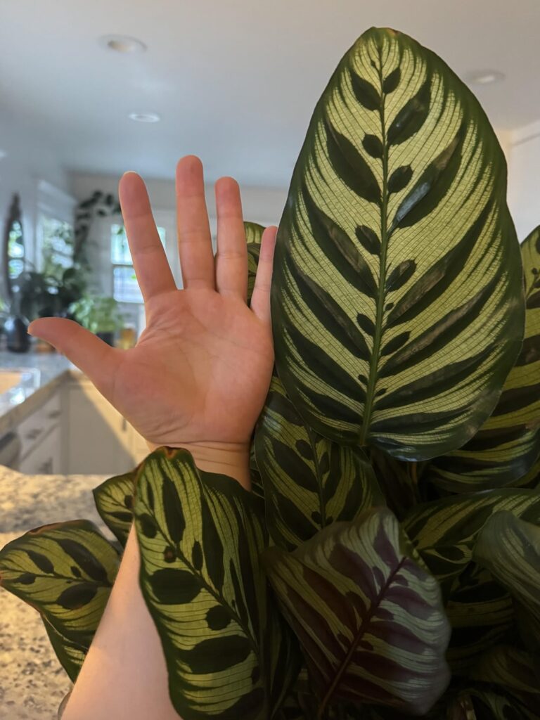 Unpopular opinion: I love my calathea 🥹 Unpopular opinion: I love my calathea 🥹
