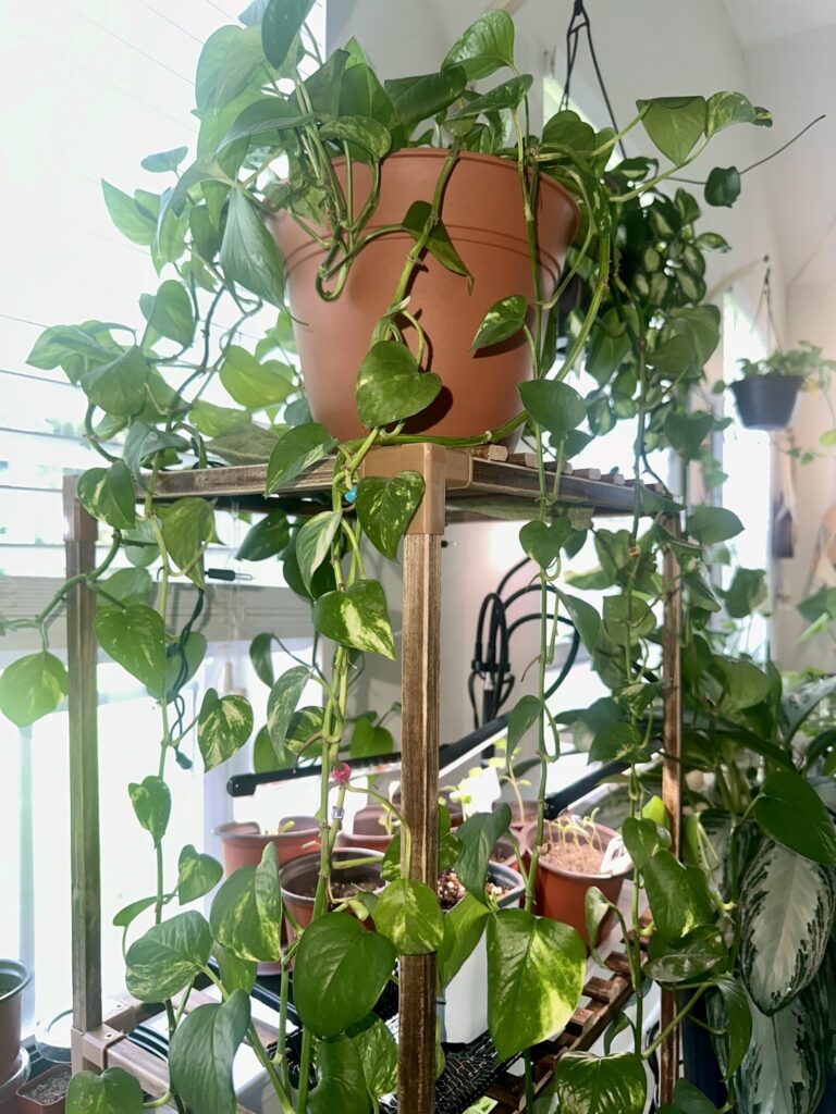 2 years growth