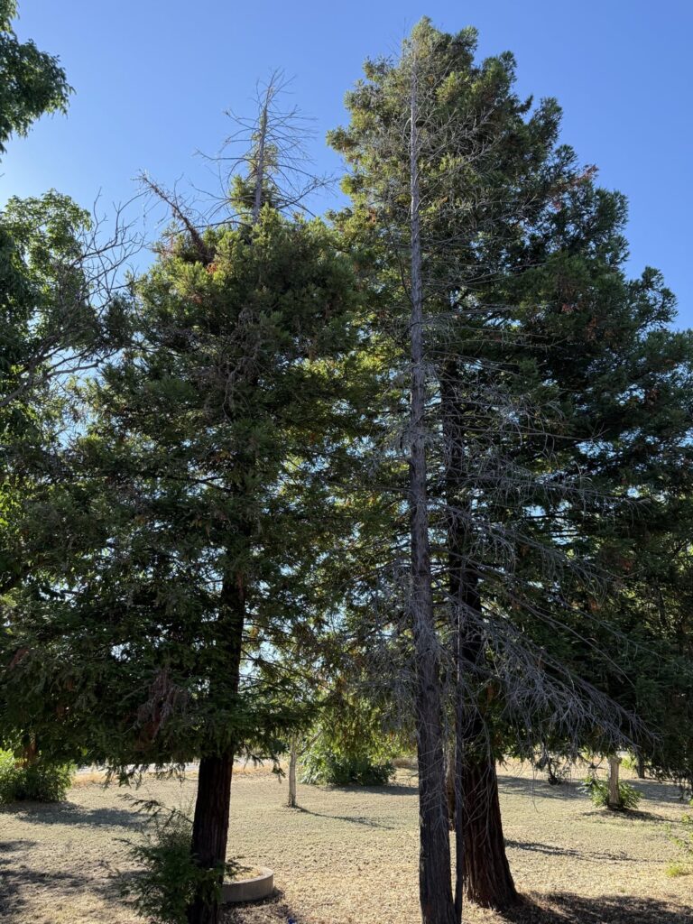 Can anybody tell me what is happening to my trees?