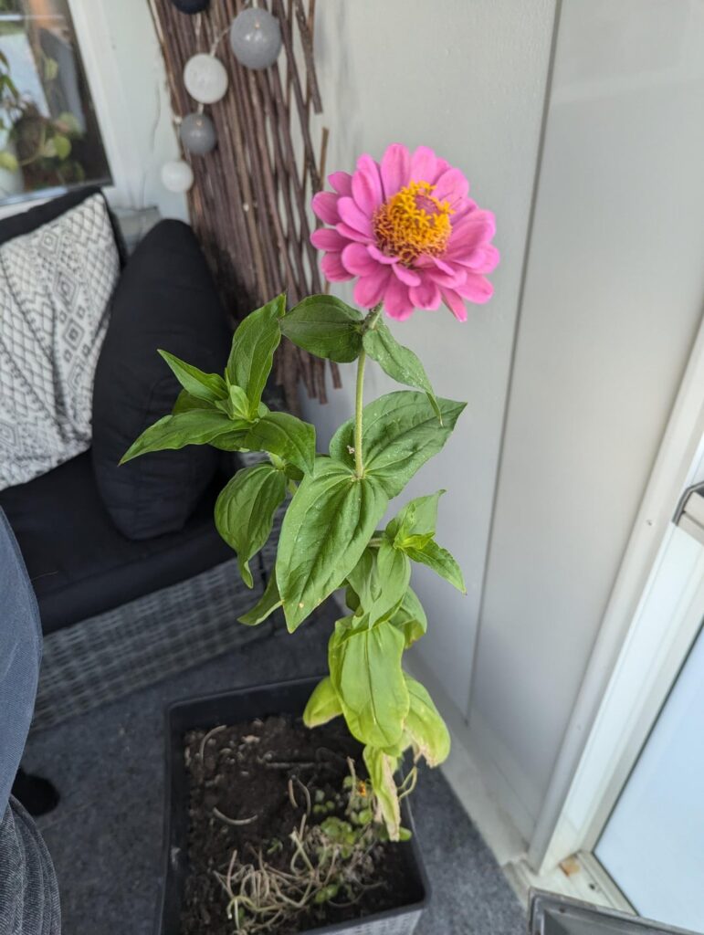 what flower is this?