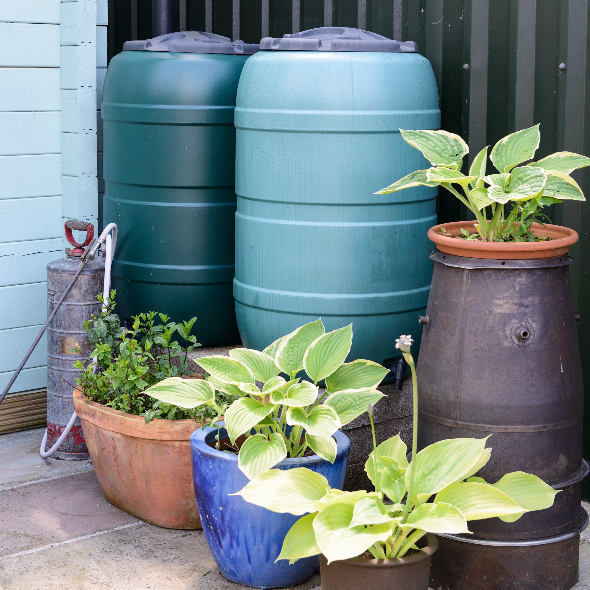 Water butt in a garden with plants