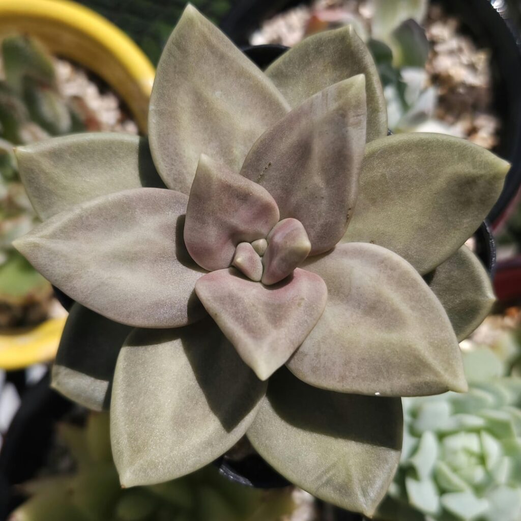 Echeveria xichuensis in bloom