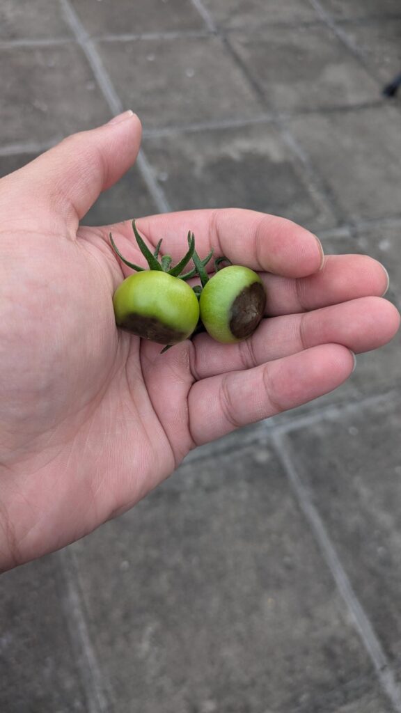 Why are my tomatoes like this?