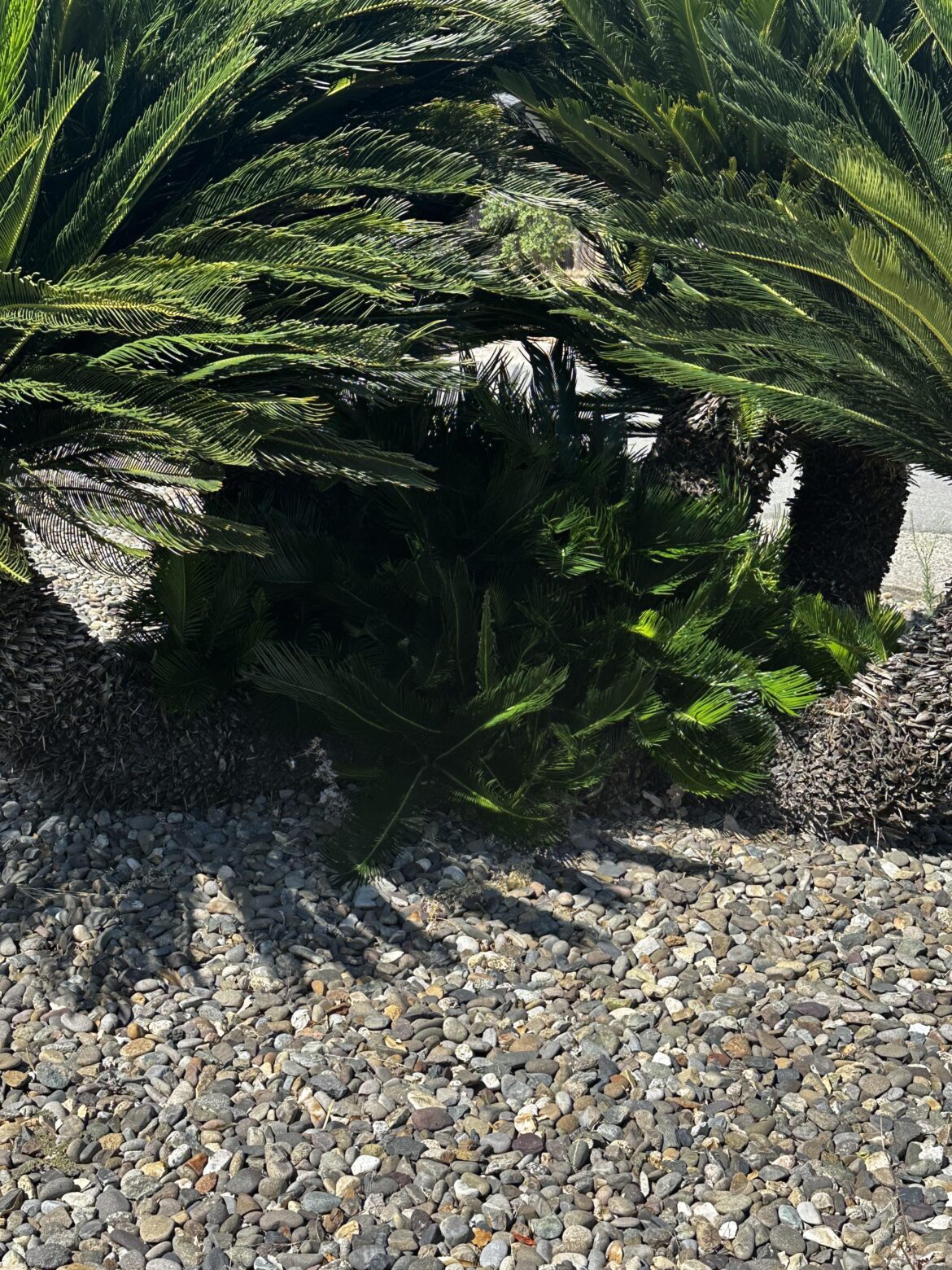 How would I pull these pups from my new palm?