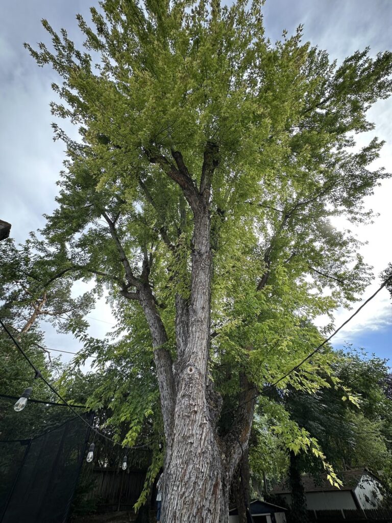 In laws inherited a massive autumn blaze maple? Is it healthy or unhealthy? In laws inherited a massive autumn blaze maple? Is it healthy or unhealthy?