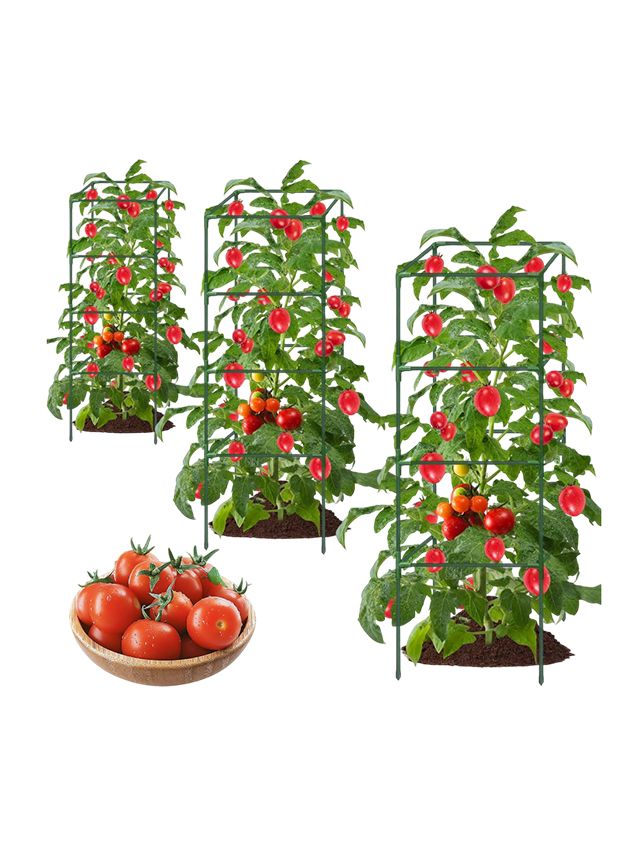 Image may contain: Plant, Potted Plant, Food, Produce, Tomato, Vegetable, Garden, Nature, Outdoors, Jar, Planter, and Pottery