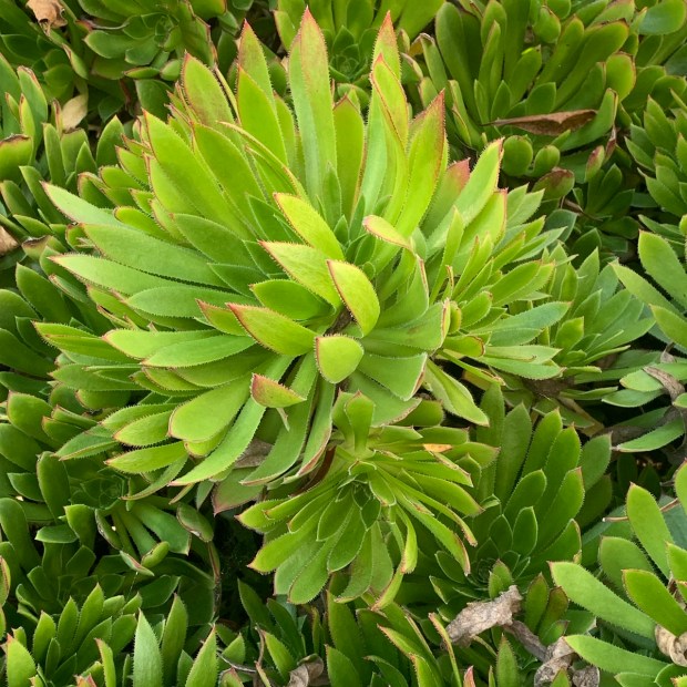 Sims aeonium x Canary Island aeonium (A. simsii x A....