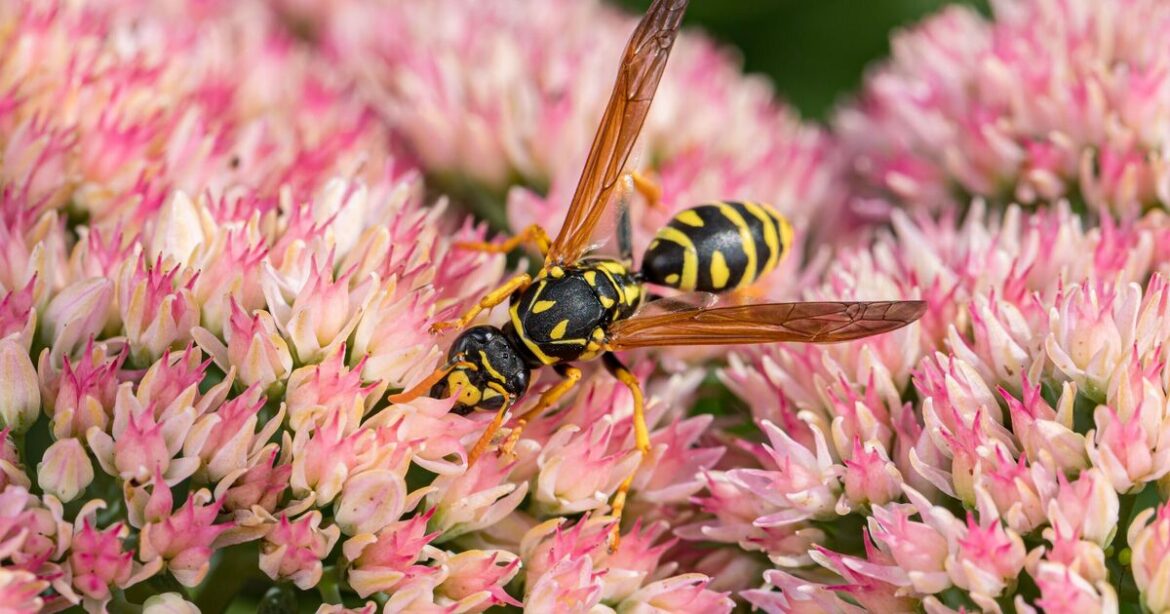 Easy homemade spray to keep wasps out of garden this summer