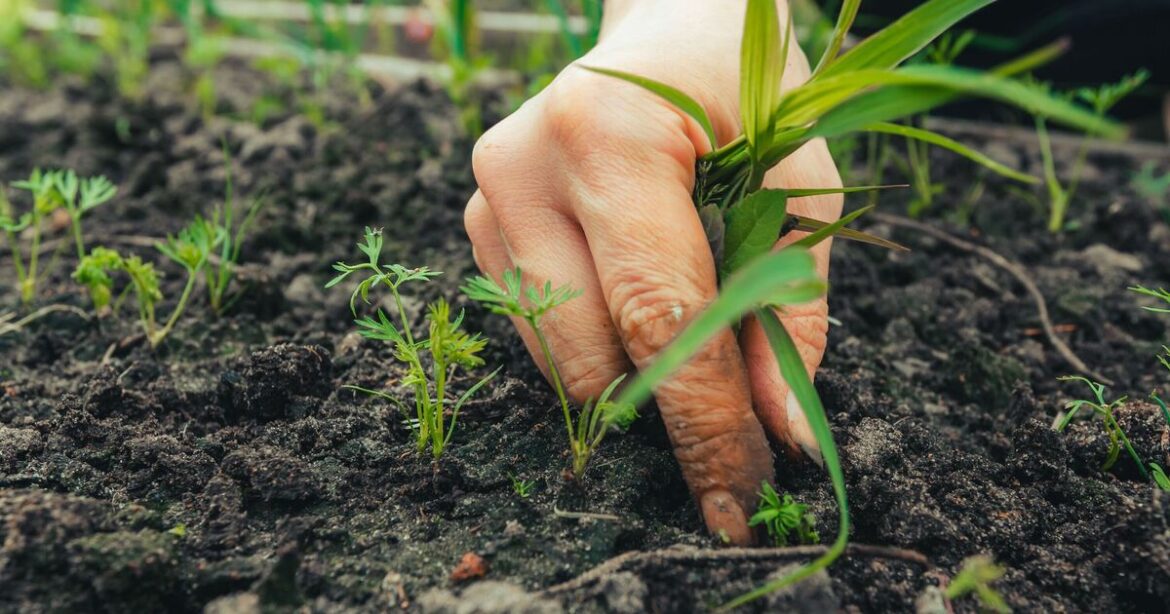 Gardeners should spray 1 common kitchen staple on weeds to make them disappear
