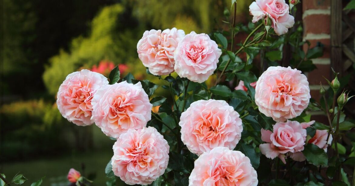 Gardening expert shares simple tip to keep roses blooming for longer Gardening expert shares simple tip to keep roses blooming for longer