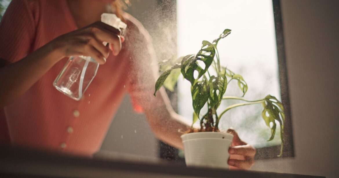 Beat the heat with 5 houseplants that cool your home naturally