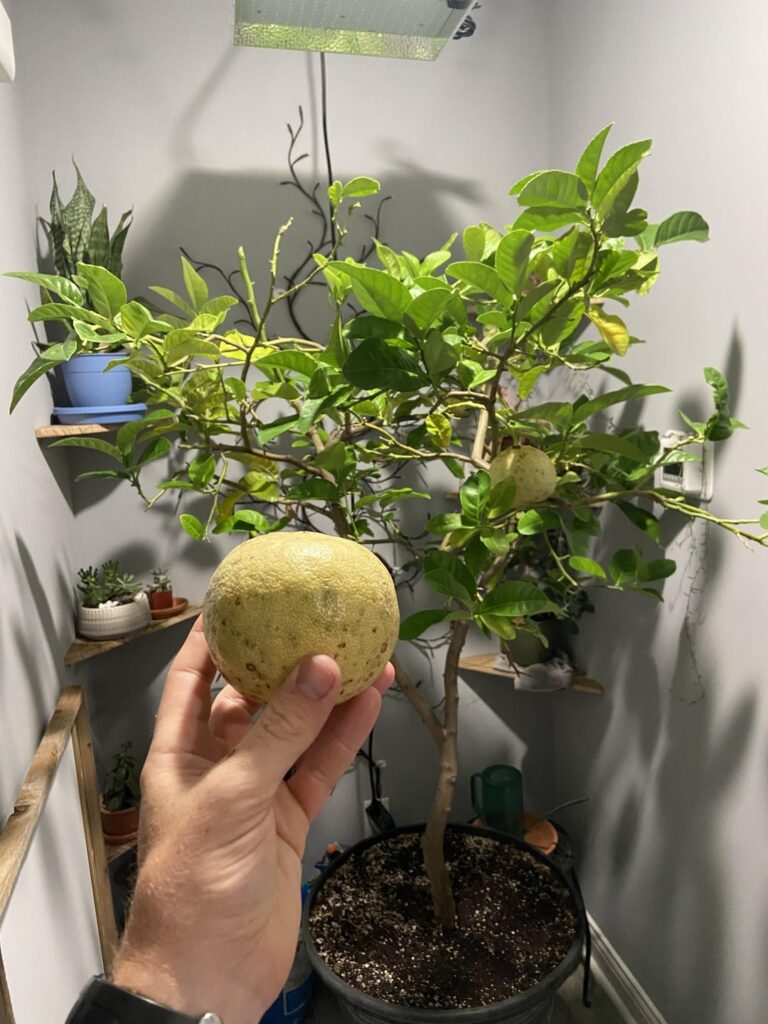 After 10 years, I finally harvest my first lemon!