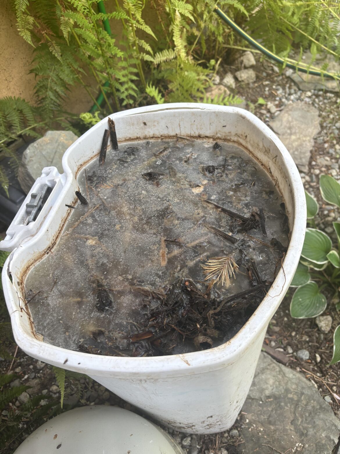 1st batch of Comfrey tea. White surface film normal?