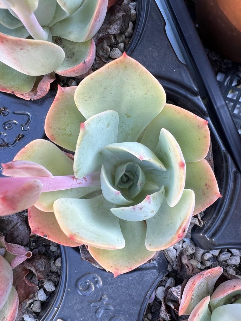 Another attempt at finding an Echeveria similar to Echeveria Imbricata
