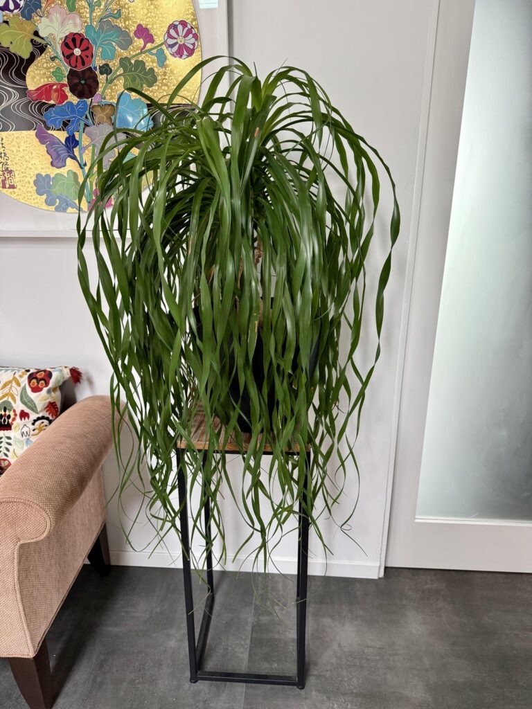 My overachieving ponytail palm 🤣🥰🤩