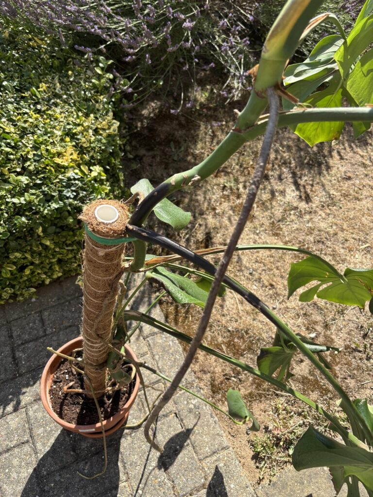 Is this caused by thrips