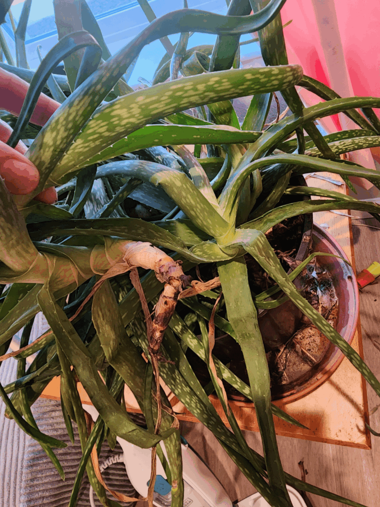 adopted an aloe vera plant, Please explain like im 5