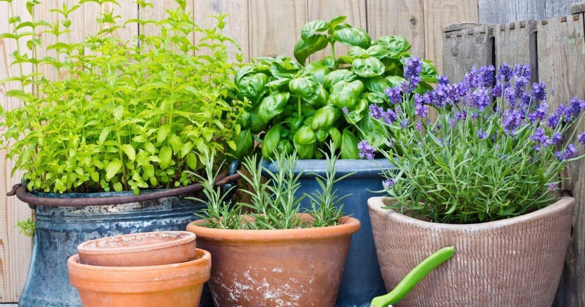 Container gardening creates miniature ecosystems 