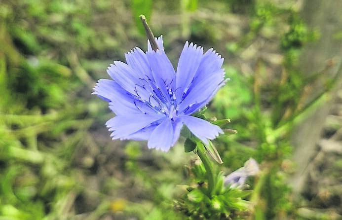 Cichorium intybus’ Medusa’ - see Plant of the Week