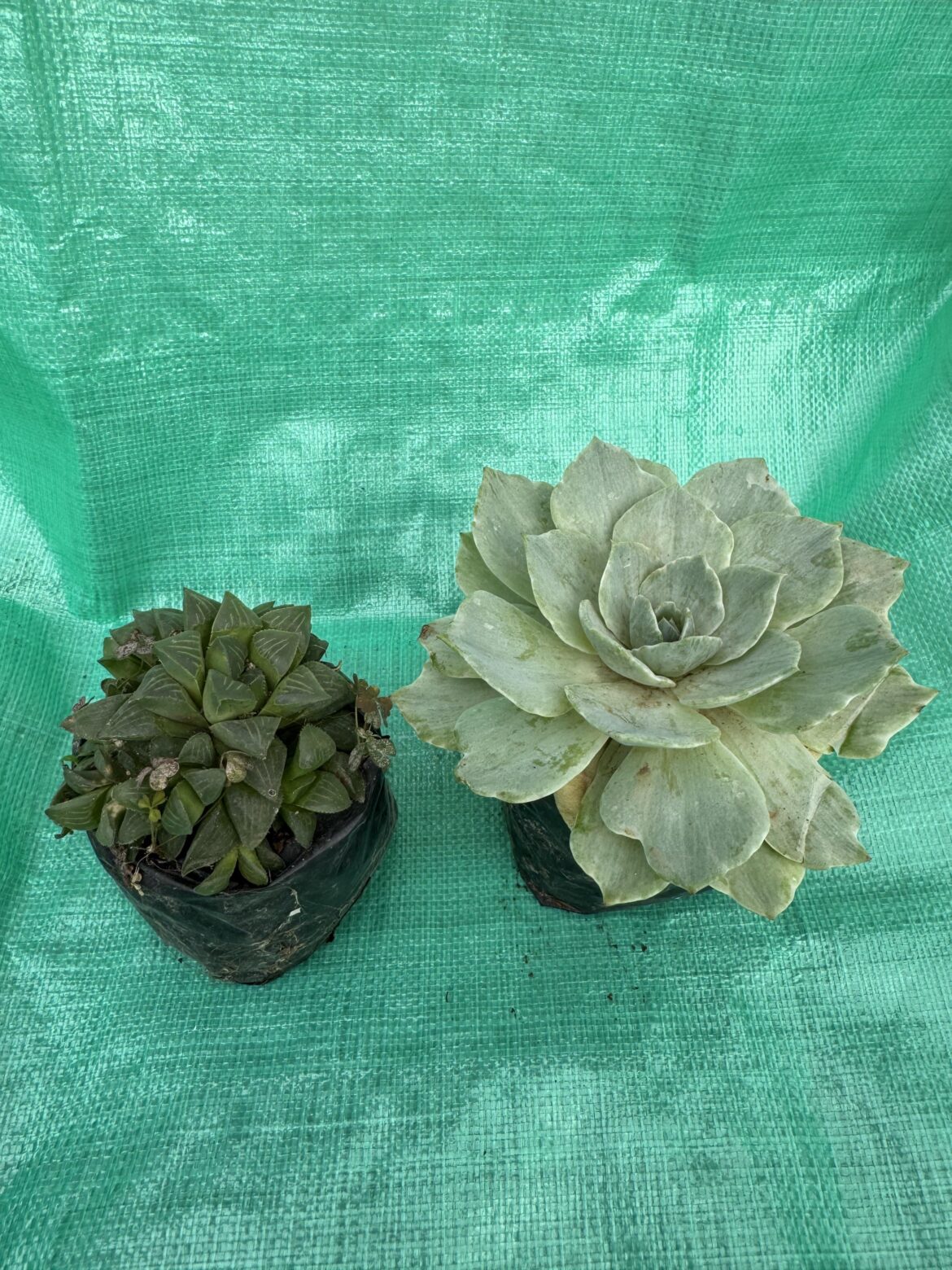 Can I please get a species ID for the haworthia on the left? Can I please get a species ID for the haworthia on the left?