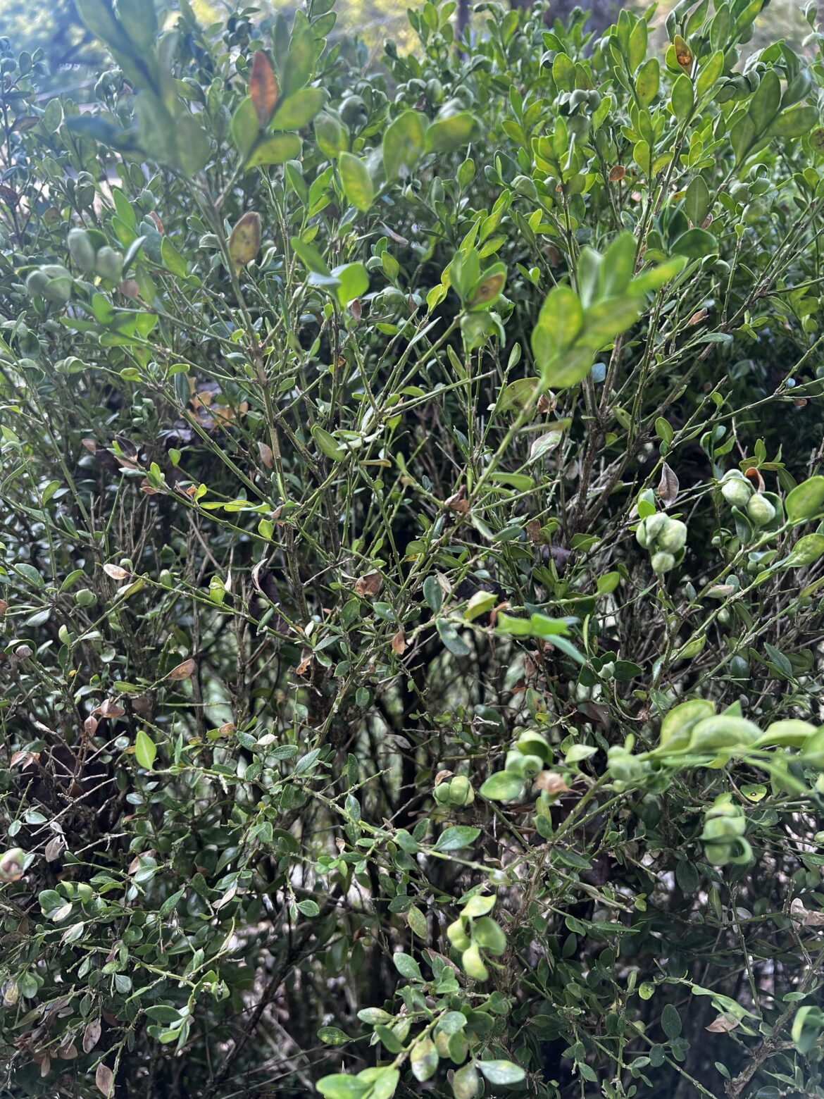 Boxwood Help !