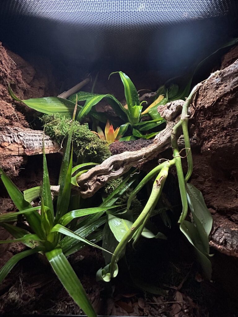 New 33gal bioactive 😊