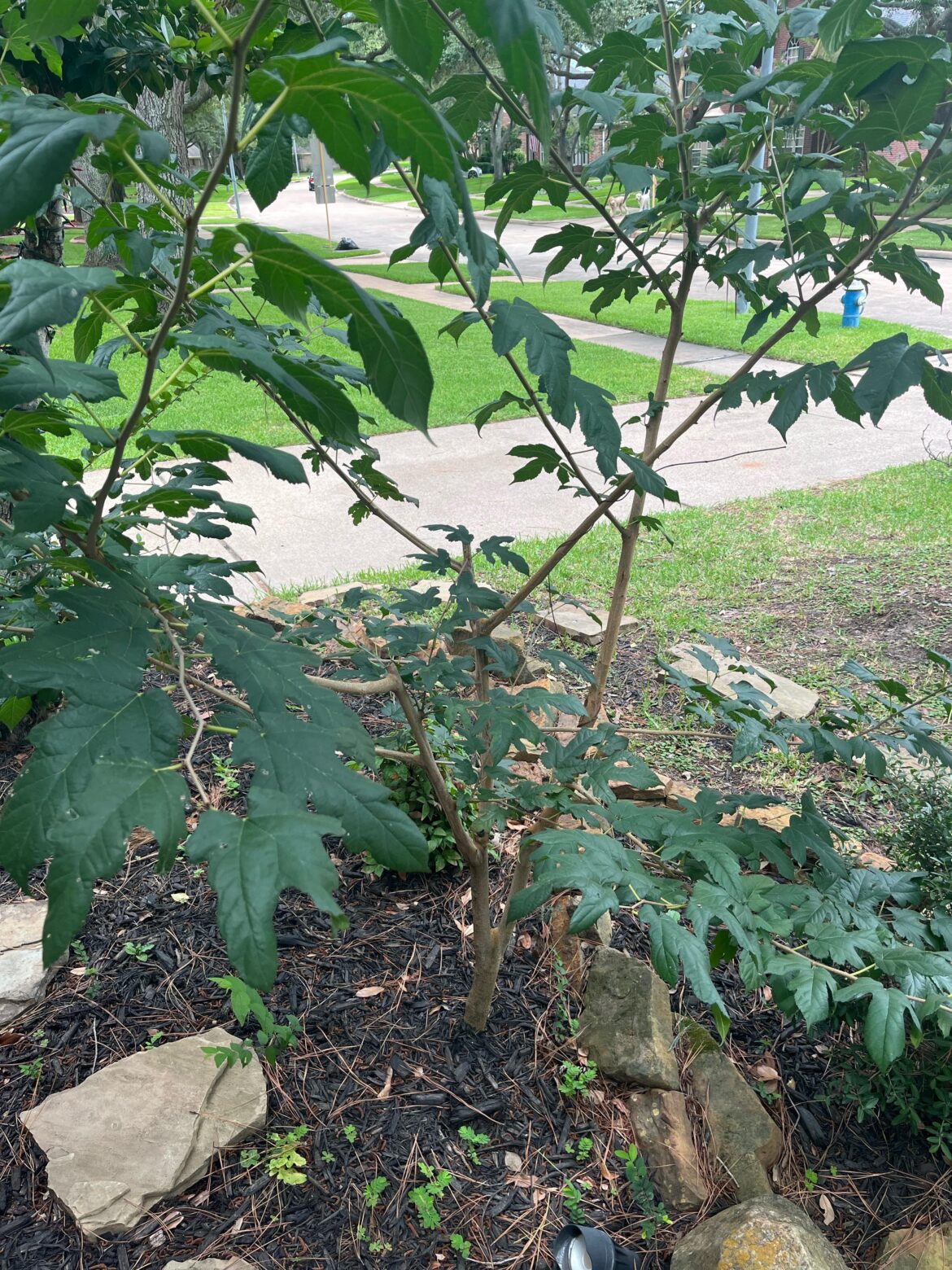 What tree or plant is this?  Katy Texas